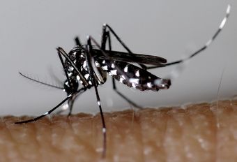 Moustique tigre - source : signalement-moustique.fr